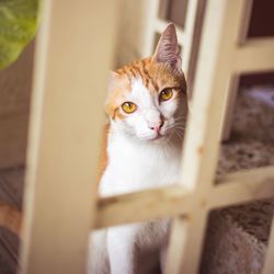Portrait of cat on window sill