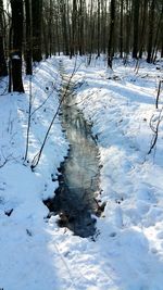 Snow covered trees in water
