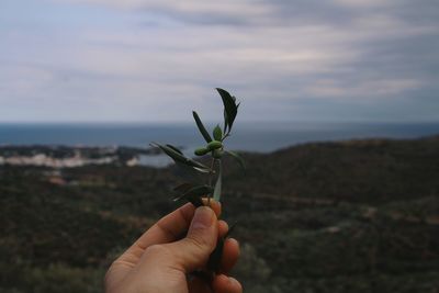 Close-up of hand holding plant against sky