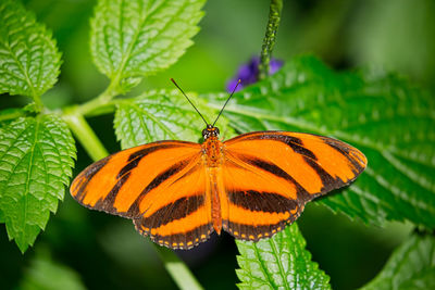 Close-up of butterfly on leaf