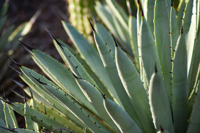 Close-up of succulent plant