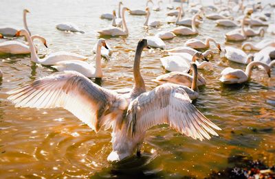 Large group of white swans