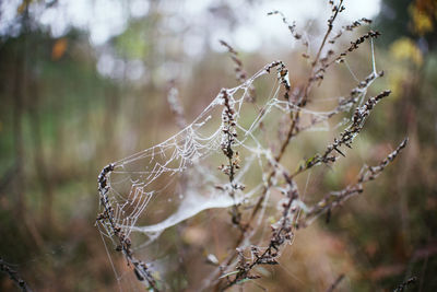 Close-up of frozen plant on tree