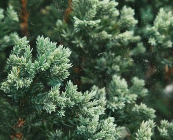 Close-up of plants