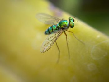 Close-up of fly on leaf