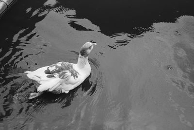 High angle view of bird swimming in lake