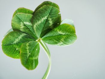 Close-up of fresh green plant against white background