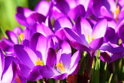 Close-up of purple crocus flowers