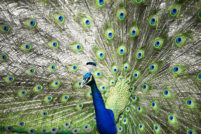 Close-up of peacock