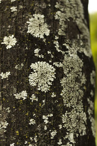 Close-up of lichen on tree trunk