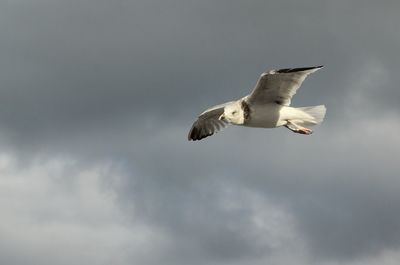 Low angle view of seagull flying against sky