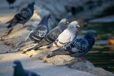 Close-up of birds