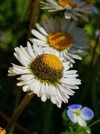 Close-up of white daisy flower