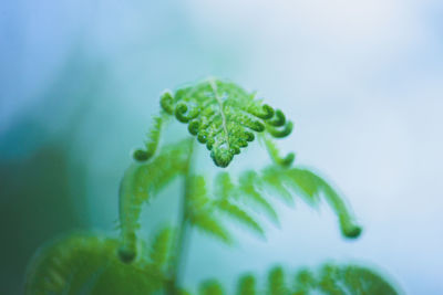 Close-up of leaves