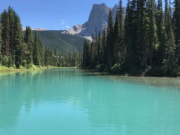 Scenic view of lake by trees against blue sky