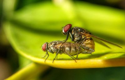 Close-up of insect on leaf
