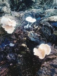 High angle view of white mushrooms growing on field