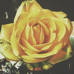 Close-up of yellow rose blooming outdoors