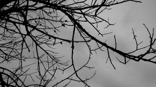 Low angle view of bare trees against sky