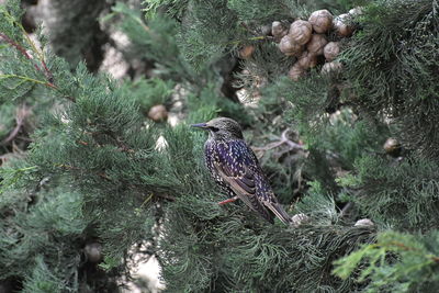 View of starling bird perching on tree