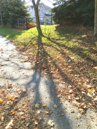 Shadow of tree on ground