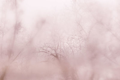 Close-up of bare tree