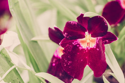 Close-up of pink orchid