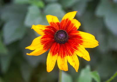 flowering plant