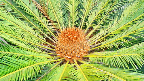 Close-up of palm tree