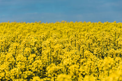 Scenic view of oilseed rape field