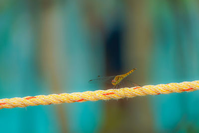 Close-up of butterfly on rope