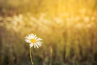 Close-up of yellow flowering plant on field