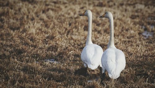 Geese on field