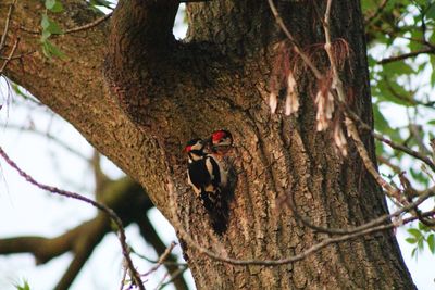 Low angle view of bird perching on tree trunk