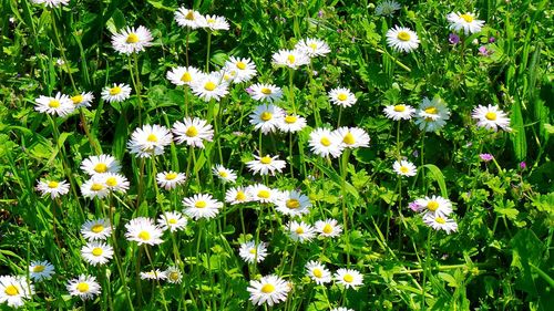 Full frame shot of white daisies blooming in field