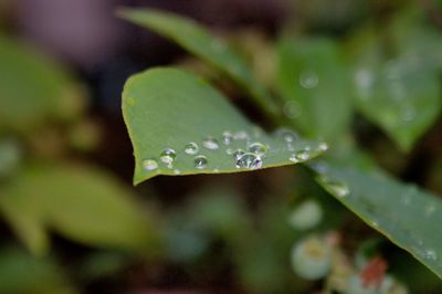 Close-up of water drops on leaf