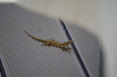 High angle view of insect