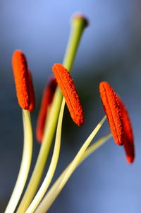 Close-up of red flowering plant