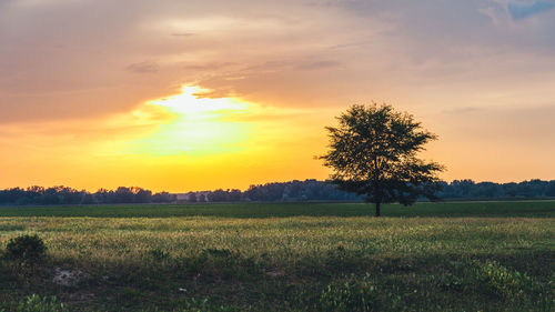 Scenic view of field against sky during sunset