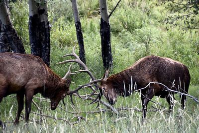  close up of bull elk fighting in rut season 