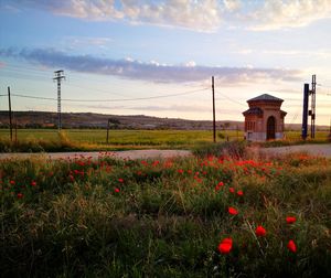 Scenic view of poppy field against sky