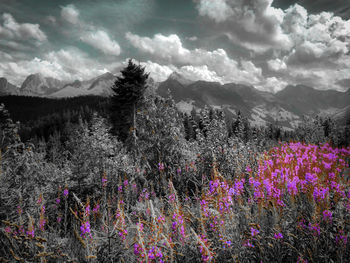 Purple flowering plants on field against sky