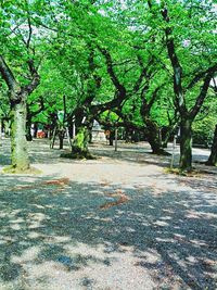 Trees in park