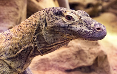 Close-up of a lizard