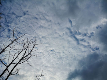 Low angle view of bare tree against sky