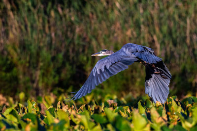 A great blue heron, ardea herodias, flies over lily pads in mill pond near plymouth, indiana.