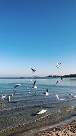 Seagulls flying over sea against clear blue sky