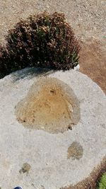 Close-up of plant on sand