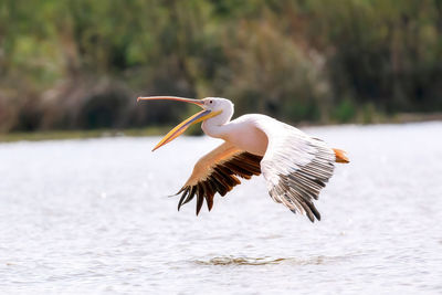 Bird flying over lake