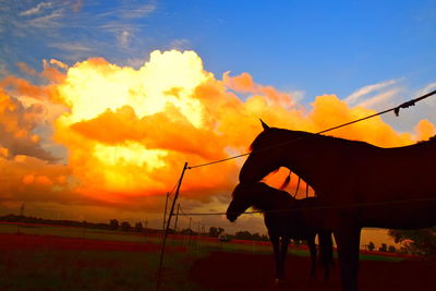 Silhouette of horse on field against sky during sunset